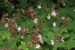 Geranium macrorrhizum 'Spessart' bestellen